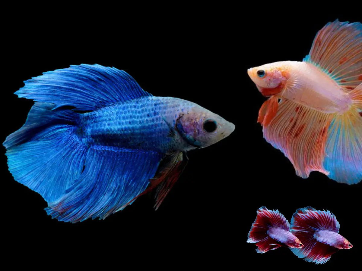 Double Tail Betta Fish Female Price and Care Guide