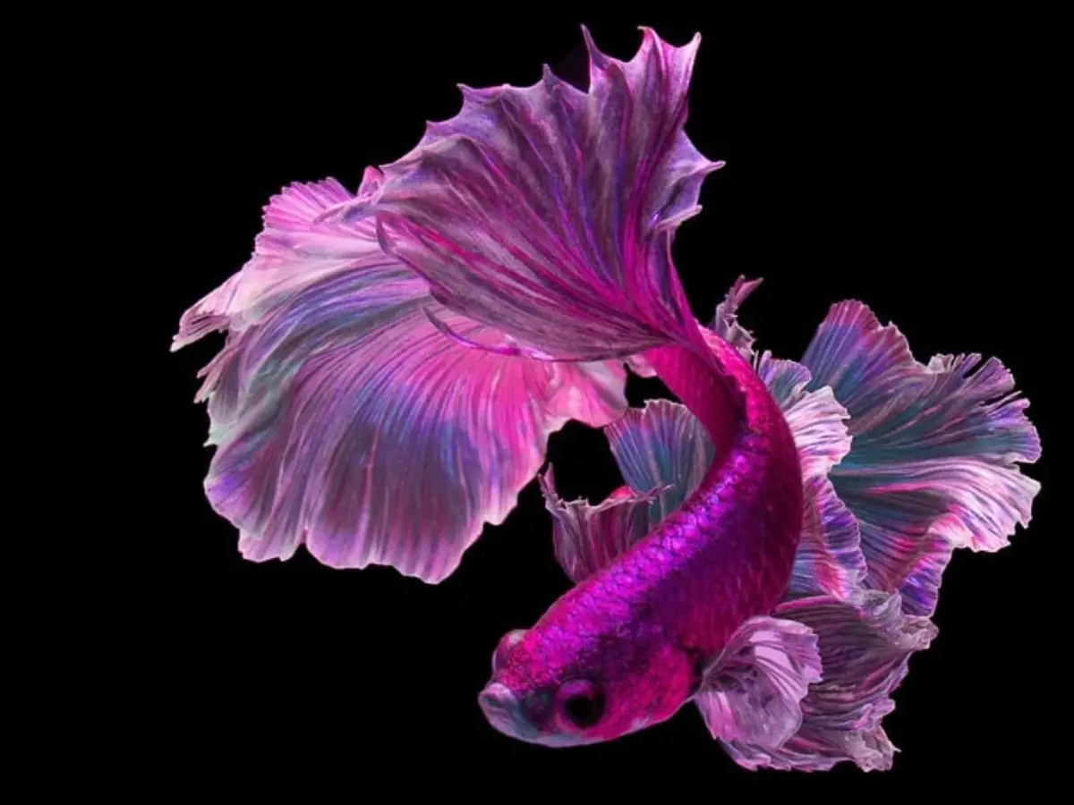 Pink Female Betta Fish